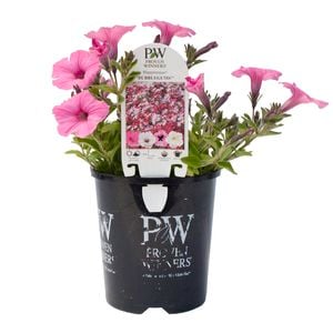 140mm Calibrachoa Happitunia Bubblegum Pink - Calibrachoa hybrid