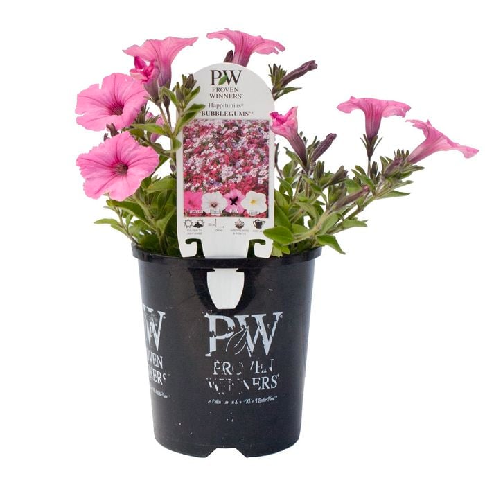 140mm Calibrachoa Happitunia Bubblegum Pink - Calibrachoa hybrid