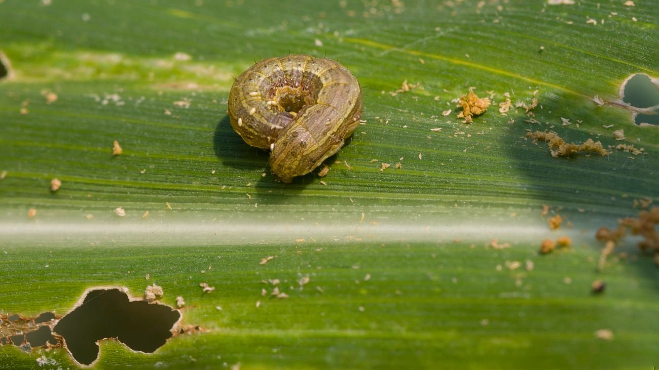 Lawn armyworm curled up on a large green leaf with holes in it.