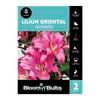 Bloomin Bulbs Lilium Donato - 2 Pack