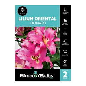Bloomin Bulbs Lilium Donato - 2 Pack