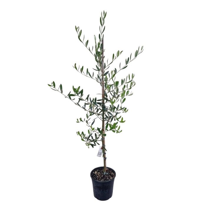 4L Olive Tree - Olea Ascolano 