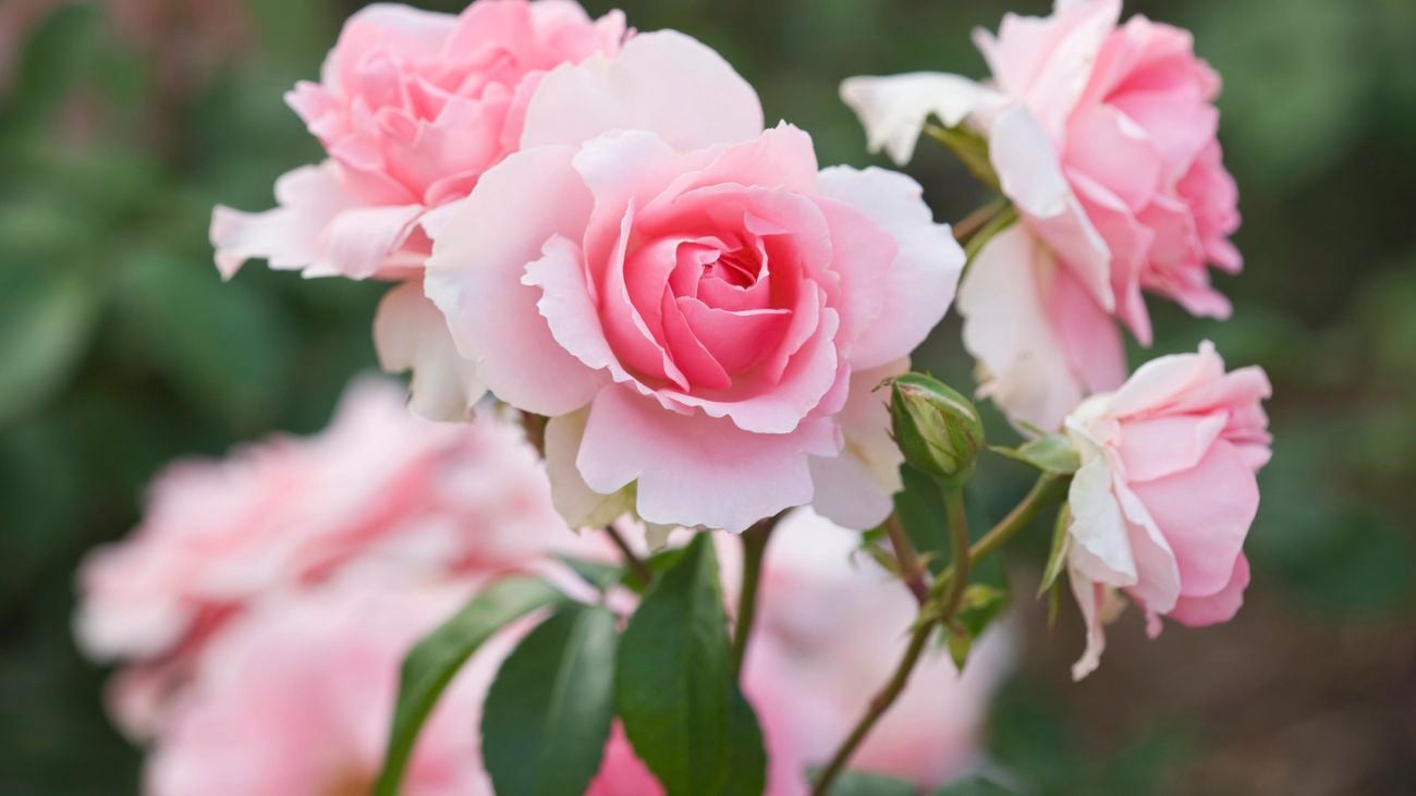 Close up of pink Floribunda roses