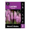 Bloomin' Bulbs Liatris Purple - 1 Pack