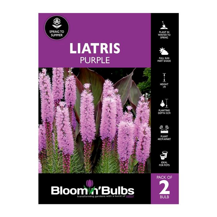 Bloomin' Bulbs Liatris Purple - 1 Pack
