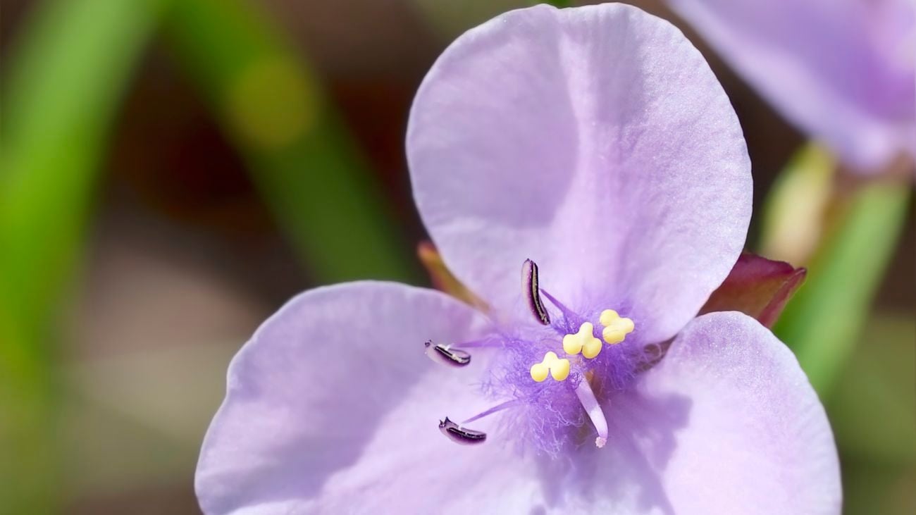 Close up of a grass lily flower with round purple petals.