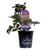 180mm Frostkiss Cosmio - Helleborus