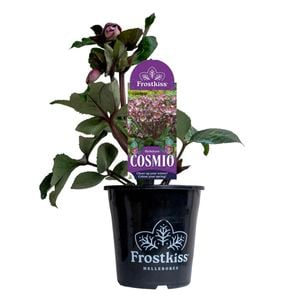 180mm Frostkiss Cosmio - Helleborus