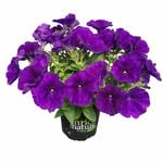130mm Assorted Petunia Potunia