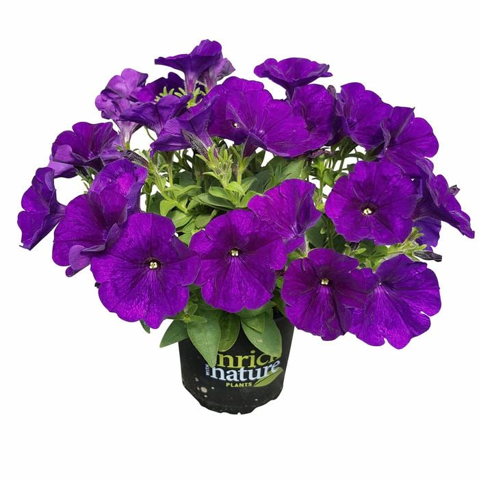130mm Assorted Petunia Potunia