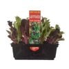 Punnet  Lettuce Babyleaf - Lactuca sativa - Grow Your Own Range