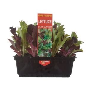 Punnet  Lettuce Babyleaf - Lactuca sativa - Grow Your Own Range