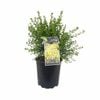 170 mm Genista Yellow Imp