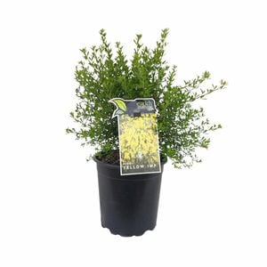 170 mm Genista Yellow Imp
