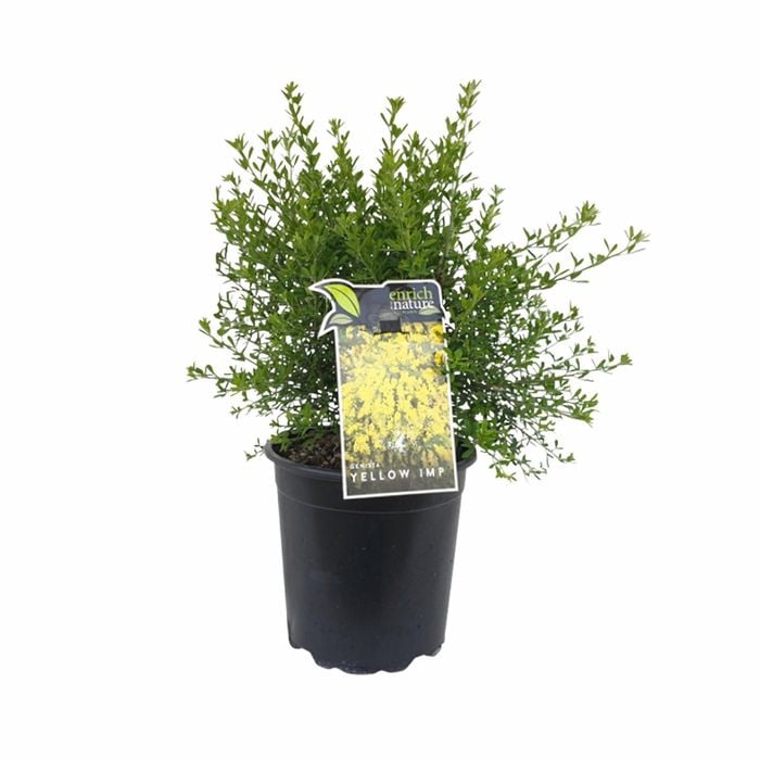 170 mm Genista Yellow Imp