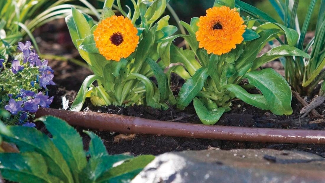 Orange flowered plants planted in the gourn with other plants surrounding them.