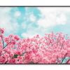 Kawazu Cherry Blossoms Tree and Sky  Print 100% Australian Made 120x90cm  (Poster)