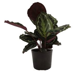 170mm Calathea Medallion - Calathea veitchiana Medallion