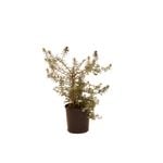 140mm Westringia Mundi Pbr