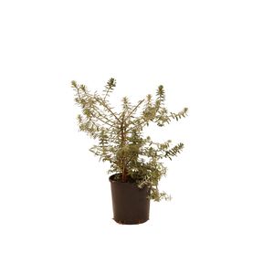 140mm Westringia Mundi Pbr