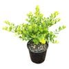 2L Japanese Holly - Ilex Helleri