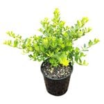 2L Japanese Holly - Ilex Helleri