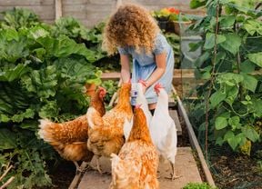 A young child in a blue dress feeds five chickens from a bowl in a garden, surrounded by plants.