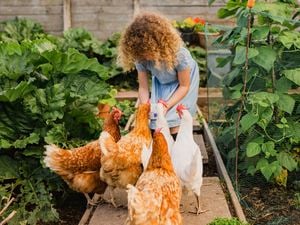 A young child in a blue dress feeds five chickens from a bowl in a garden, surrounded by plants.