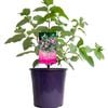 200mm Hydrangea Sundae Fraise