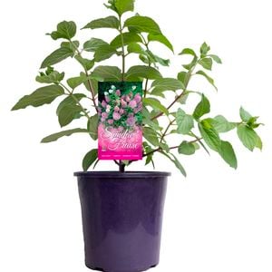 200mm Hydrangea Sundae Fraise