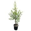 3.3L Olive El Greco