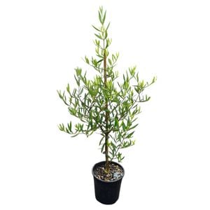 3.3L Olive El Greco