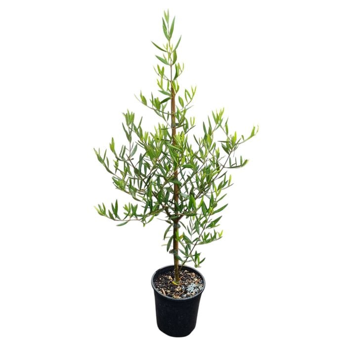 3.3L Olive El Greco