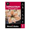 Bloomin Bulbs Hippeastrum Apricot Parfait - 1 Pack
