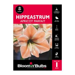 Bloomin Bulbs Hippeastrum Apricot Parfait - 1 Pack