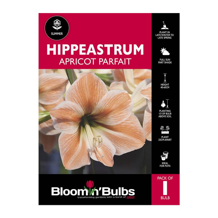 Bloomin Bulbs Hippeastrum Apricot Parfait - 1 Pack