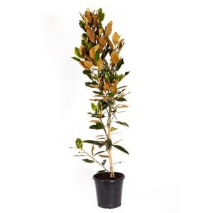 180mm Little Gem - Magnolia grandiflora