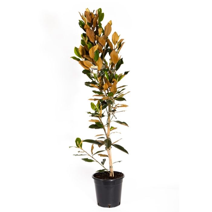 180mm Little Gem - Magnolia grandiflora