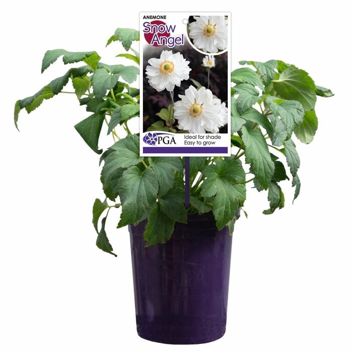 140mm Snow Angel - Anemone