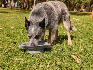 A dog outside drinking water out of a bowl.