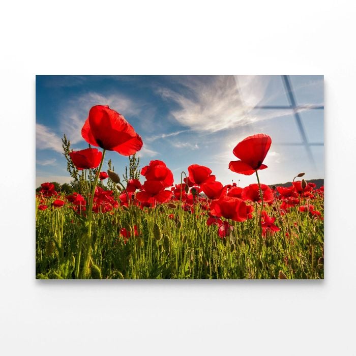 Field of Red Poppy  Print 100% Australian Made 150 x 100cm  (Acrylic)