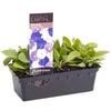 Punnet Petunia Splash Mix - Petunia hybrida