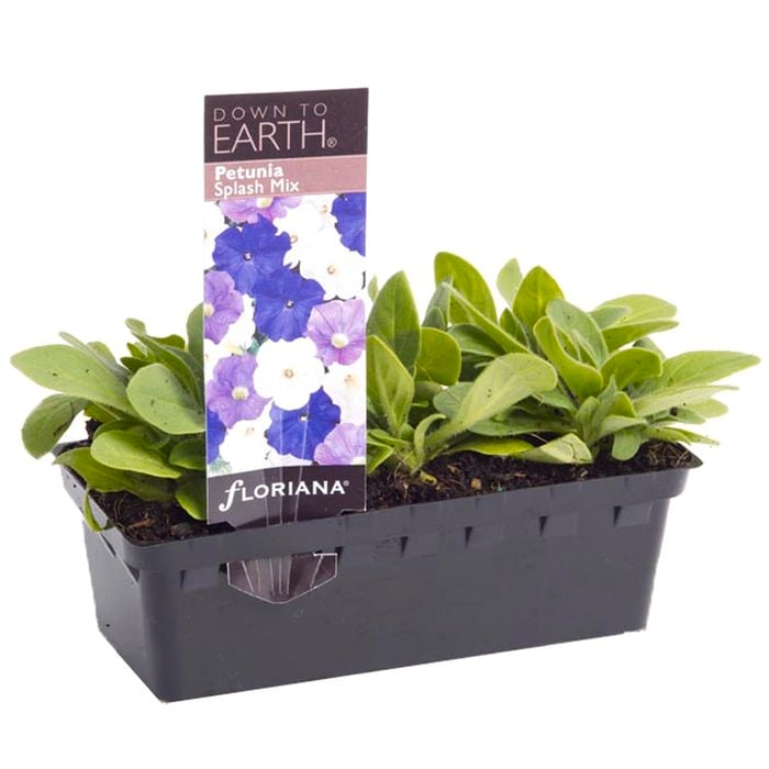 Punnet Petunia Splash Mix - Petunia hybrida