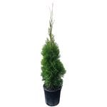 4L Emerald Green Arborvitae - Thuja occidentalis  Smargard