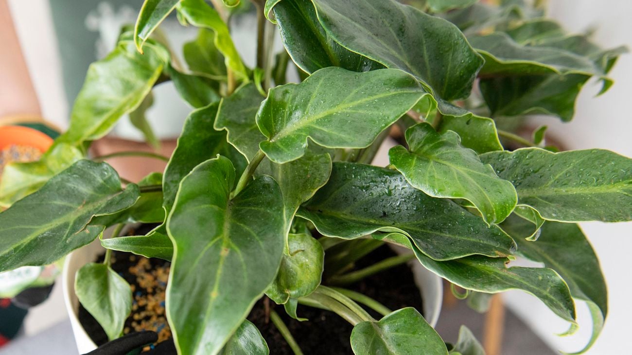 A philodendron plant.