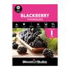 Bloomin' Bulbs Thornless Blackberry - 1 Pack