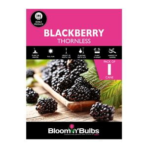 Bloomin' Bulbs Thornless Blackberry - 1 Pack