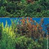Aqua One Background Black & Plant W Blue Double Fresh Double Sided 30cm (Per Metre) (10508)