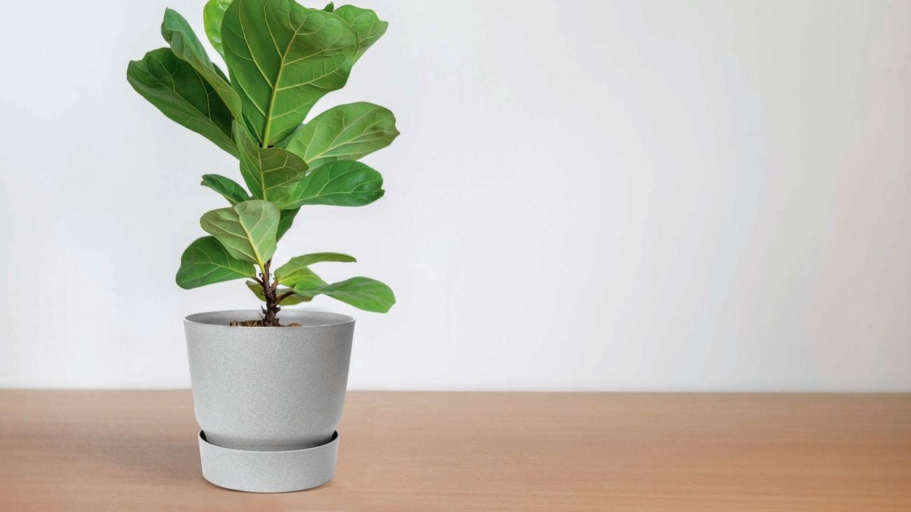 Fiddle leaf fig in a grey pot on timber-look flooring