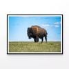Bison in Grasslands  Print 100% Australian Made 120x90cm  (Poster)